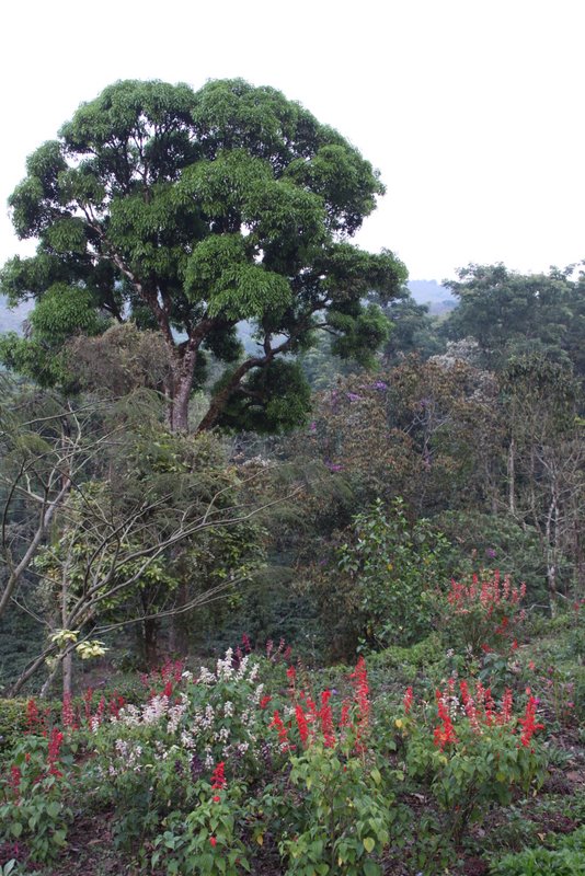 India 2010 - Coorg - Honey Valley